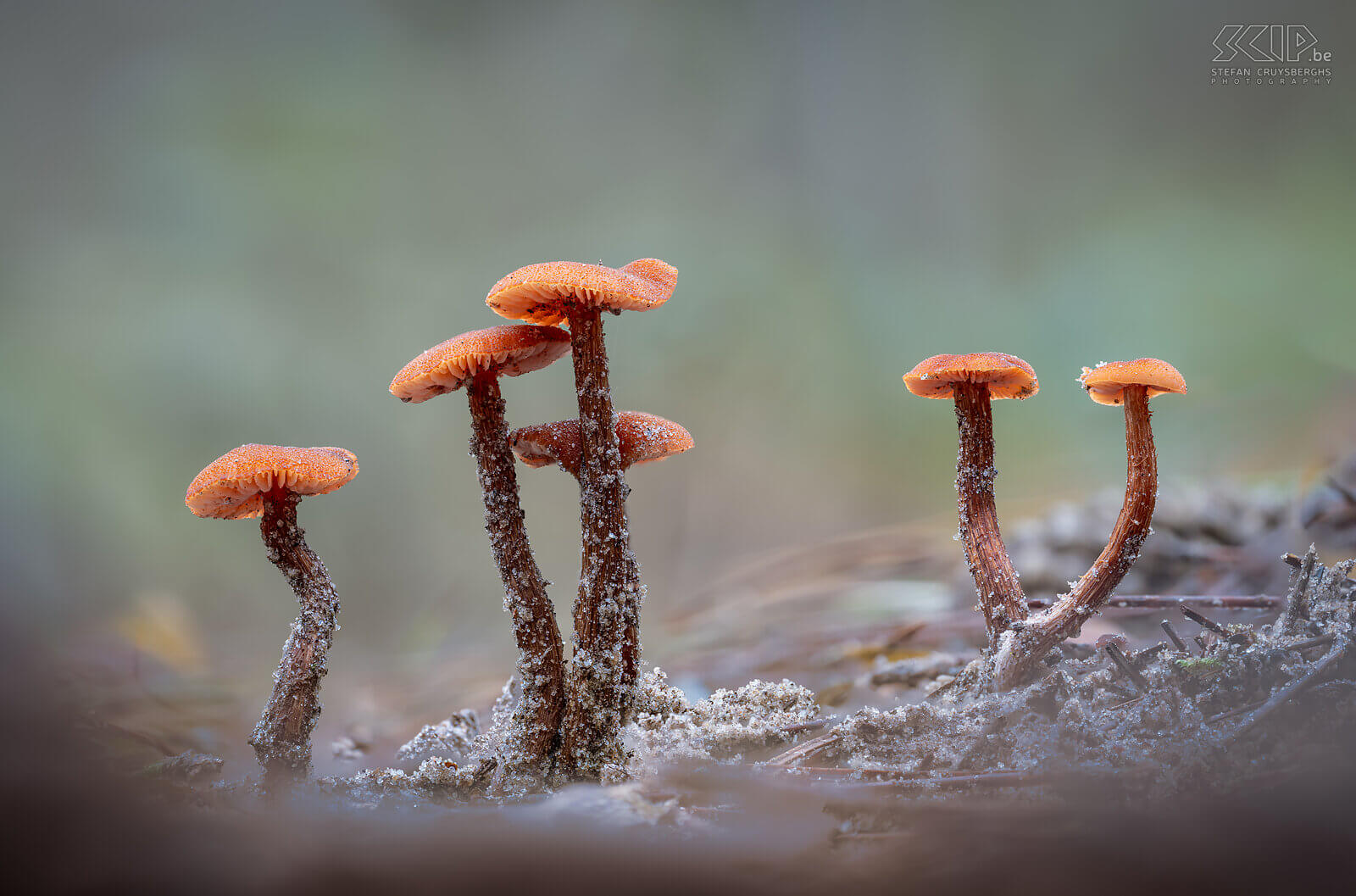 Paddenstoelen - Schubbige fopzwam De Schubbige fopzwam (Laccaria proxima), een kleine mooie oranje-bruine paddenstoel die vooral voorkomt op droge zandgronden. Deze macro foto's werden gemaakt in Averbode bos. Stefan Cruysberghs